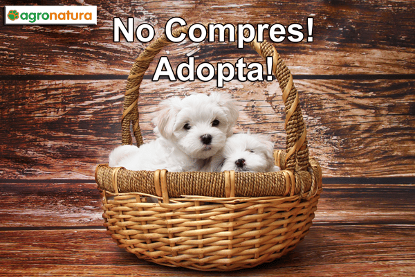 Campaña en Agronatura para la adopción! no compres, adopta!