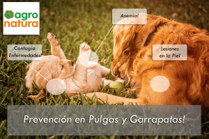 prevención-en-pulgas-y-garrapatas-tratamiento-para-perros