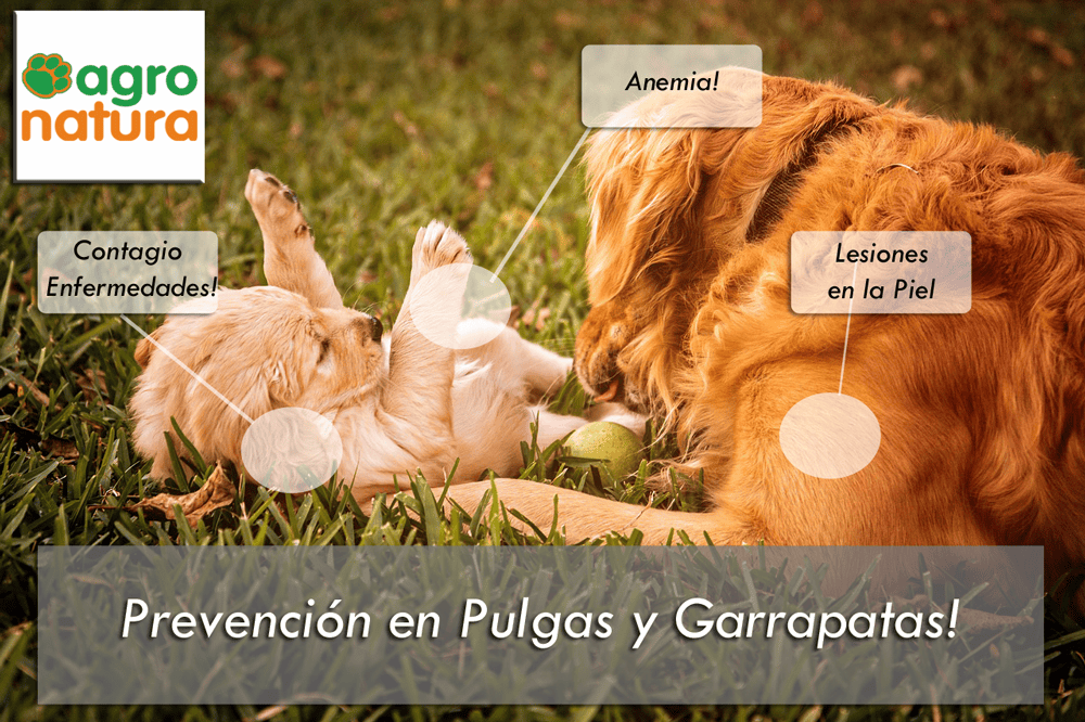 Prevención en Pulgas y Garrapatas – Tratamiento para Perros