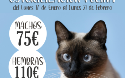 Esterilización para Gatos en Reus- Oferta Verano 16