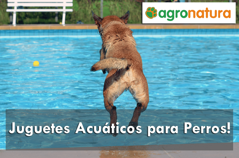 Juguetes acuáticos para Perros