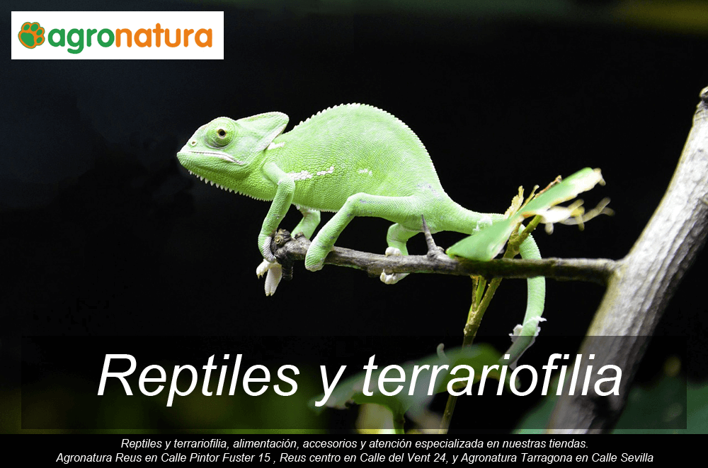 Reptiles y Terrariofilia