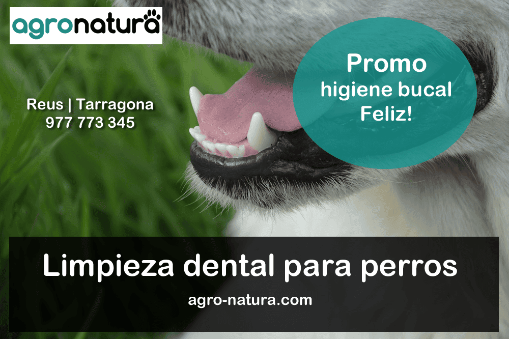 Limpieza dental para perros – Higiene bucal para tu mascota