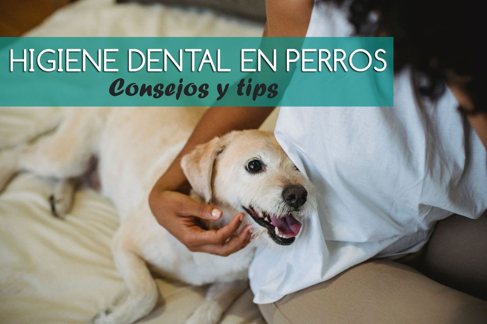 Higiene dental en perros