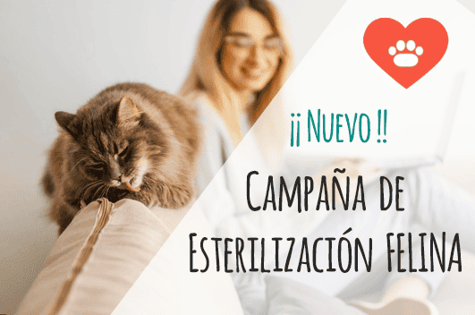 Campaña Esterilización Felina – Mejores precios
