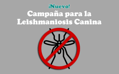 Campaña Leishmaniosis Canina – ¡Mejores precios!