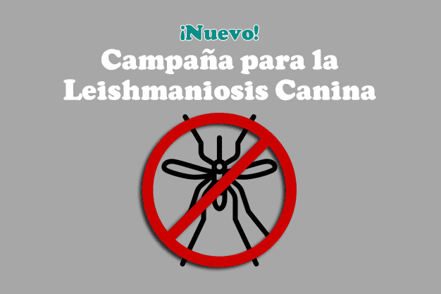 Campaña Leishmaniosis Canina