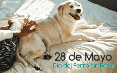 28 de Mayo – Día del Perro sin Raza