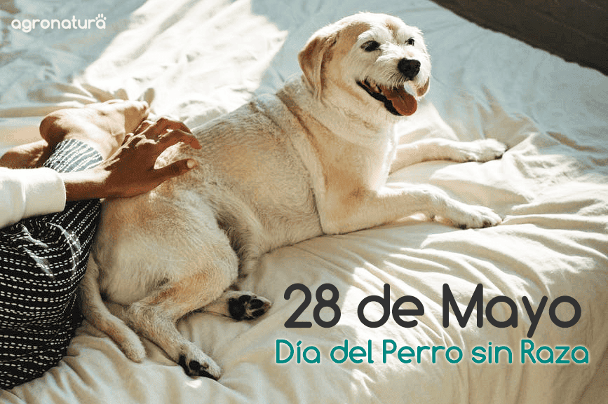28 de Mayo – Día del Perro sin Raza