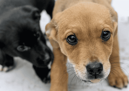 ¿Cómo debe ser la bienvenida a casa de un perrito adoptado?