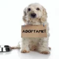 La adopción de perros