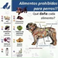 Alimentos prohibidos para perros