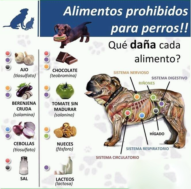 Alimentos prohibidos para perros